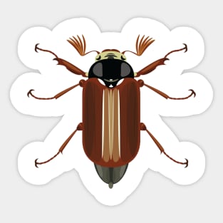 Cockchafer Sticker